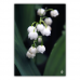 Postcard | Lily of the Valley